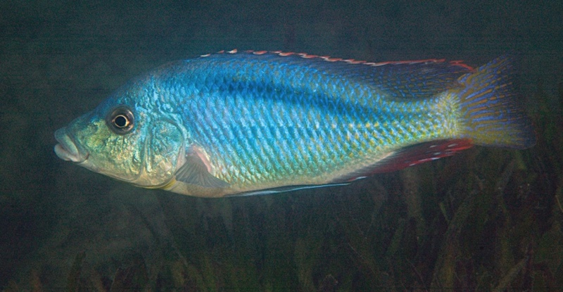 Mylochromis lateristriga 'Maleri Island'
